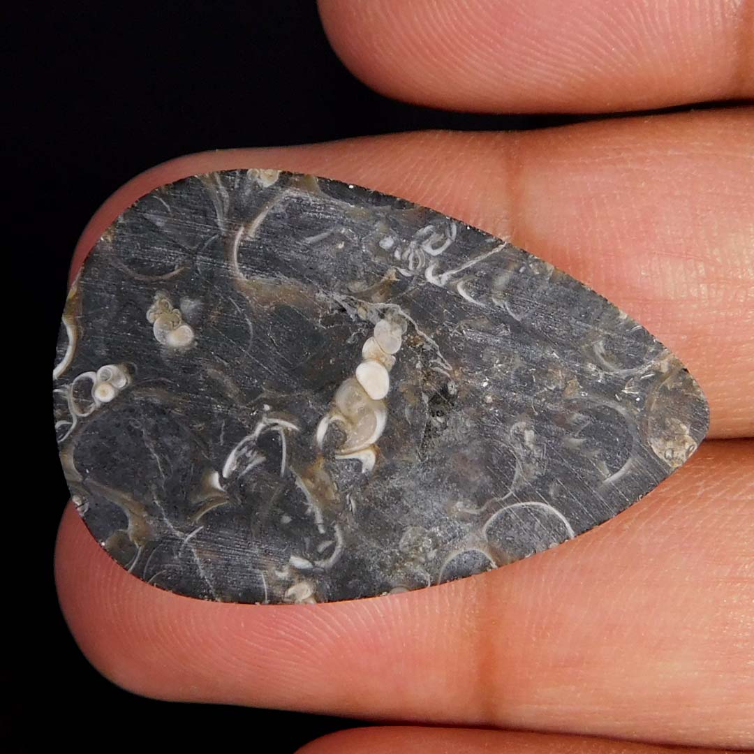 Natural Incredible Turritella Fossil Pear Cabochon Healing Gemstone 34.15Cts. - Picture 2 of 3